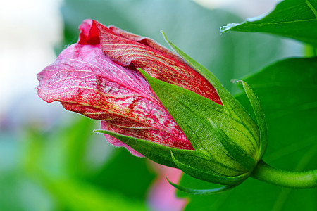 Hibiscus 花芽图片