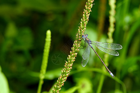 飞翔在草地上动物生活植物野生动物叶子昆虫脆弱性蜻蜓宏观翅膀图片