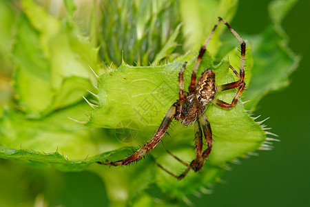 棕蜘蛛坐在绿色的花纹上图片