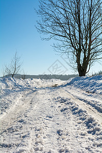 有树木的雪地路图片