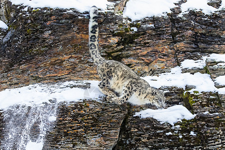 雪豹动物园猫科动物野猫动物捕食者猎人危险荒野胡须森林图片