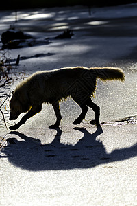 北极野狼犬类男性生物精力女性家庭野生动物狼疮捕食者领导者图片