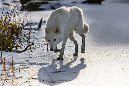 北极野狼狼疮犬类猎人森林哺乳动物精力女性池塘草地捕食者图片
