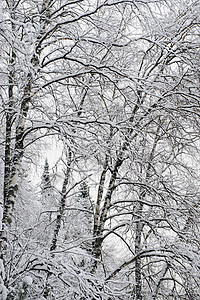 冬初塔伊加下雪针叶林季节木头环境林地天气涂层场景树木图片