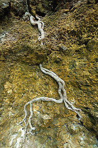岩石中的树根图片