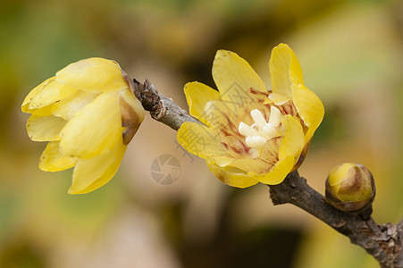 吉莫南特胡斯的花宏观香味黄色腊梅图片