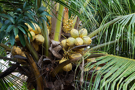 带有黄螺的椰枣树植物小猫旅游树木热带情调蓝色太阳手掌海洋图片