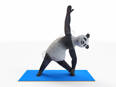 哺乳姿势动物熊熊瑜伽 伸展不同的姿势和阿萨那式的锻炼文化运动员插图地面爪子吉祥物身体哺乳动物暖身倾斜背景