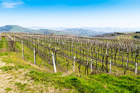 意大利春天山丘上的葡萄园 意大利白酒产区田园农田国家季节栽培土地爬坡旅游图片