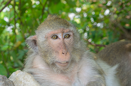 野生动物中猴子的肖像灵长类物种主题濒危热带雨林哺乳动物野外动物动物母亲家庭图片