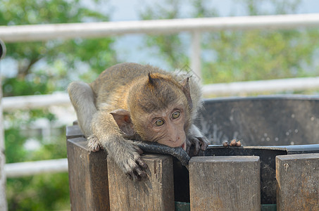 野生动物中猴子的肖像森林母亲动物主题物种野外动物哺乳动物家庭濒危热带雨林图片