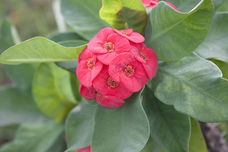 欢乐的花朵红红绿色盆栽植物群叶子花瓣花园红色生长灌木房子盆栽的高清图片素材