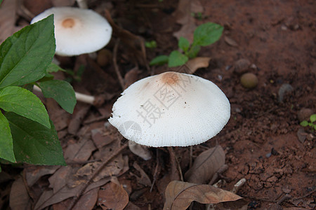 两朵白色的花 在野生蘑菇棕色背景图片