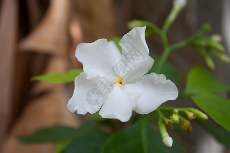 白花园白色衬套茉莉栀子花茉莉花叶子植物群花瓣环境绿色图片