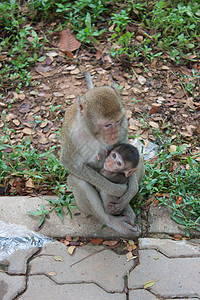 收养一个小孩; 在父母的猴子中图片