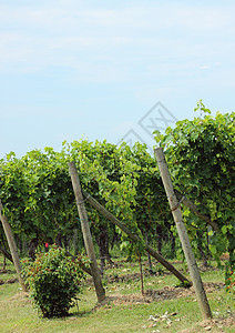 意大利葡萄园葡萄酒谷最后一批葡萄酒图片