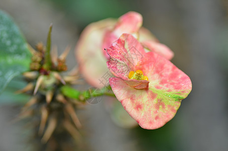 刺花之冠肉质盆栽宏观灌木生长粉色花瓣红色植物群房子绿色的高清图片素材