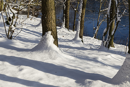 冬季风景树干雪层阳光森林白色积雪景观水平晴天图片