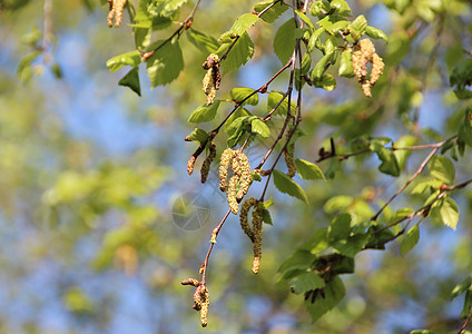 春天 在白树的两叶树上修正案植物群过敏叶子桦木弹簧花粉种子花园图片