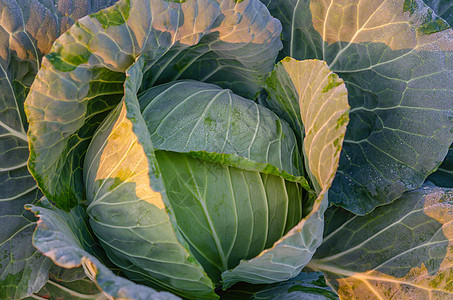 新鲜收成的卷心菜蔬菜花园园艺农场绿色生产食物叶子栽培白色图片