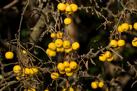 黄蟹苹果金蜂树叶阳光橙子季节性螃蟹农业黄色晴天枝条叶子图片