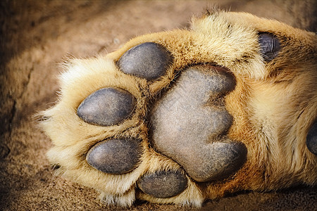 狮子豹前蹄色素表皮前肢无毛前脚数字板骨垫捕食者角化图片