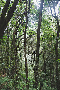 热带热带森林远足爬山旅行绿色叶子园景风景棕色景观小径图片