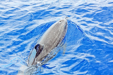 海豚游泳海浪脚蹼尾巴海洋鼻子动物鲸鱼哺乳动物自由图片