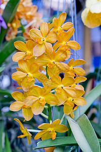 黄兰花草本植物群植物叶子幼苗草本植物白色花瓣红色粉色图片