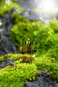 木头和苔皮肤苔藓地衣绿色棕色摄影材料橡木植物森林图片