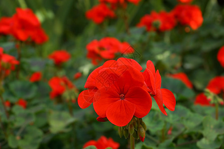 花园里的花花植物宏观生长叶子红色绿色图片