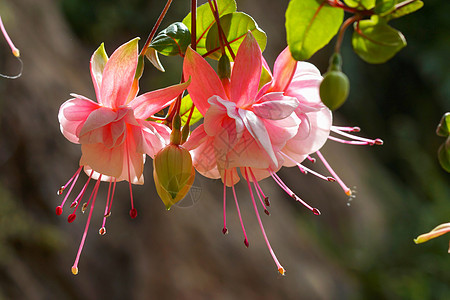 美丽的Fuchsia花朵绿色紫红色丛林花园紫色季节叶子粉色杂交种植物背景图片