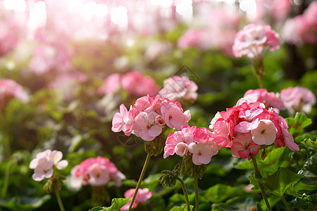 花园里的花花宏观绿色红色叶子生长植物图片