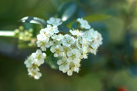 白花白植物场地草本植物场景季节城市生长野花草地花瓣图片