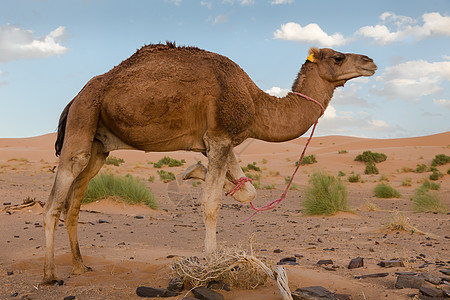 沙漠中的骆驼爬坡太阳蓝色沙丘场景干旱单峰运输旅游旅行图片