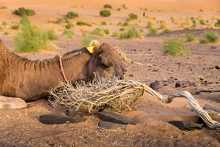 沙漠中的骆驼爬坡荒野旅行单峰蓝色太阳运输天空干旱动物图片