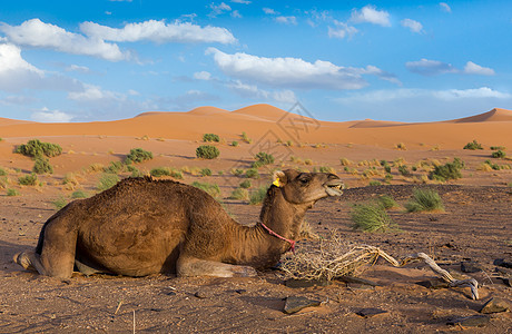 撒哈拉沙漠沙丘背景的骆驼图片