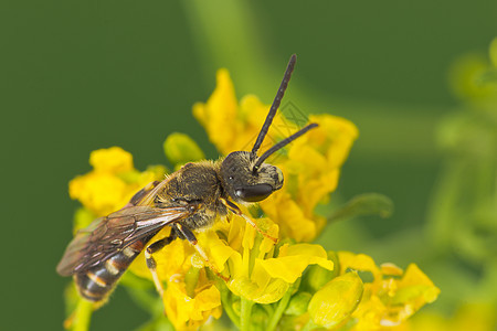 蜜蜂昆虫学昆虫天线生态野生动物养蜂宏观蜂蜜荒野图片