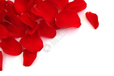 玫瑰花瓣礼物绿色红色热情白色投标背景图片