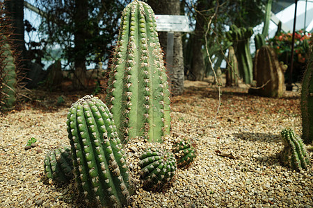 海湾旁花园中的Cactus和succulent植物沙漠绿色肉质热带多刺脊柱植物群圆形土壤背景图片