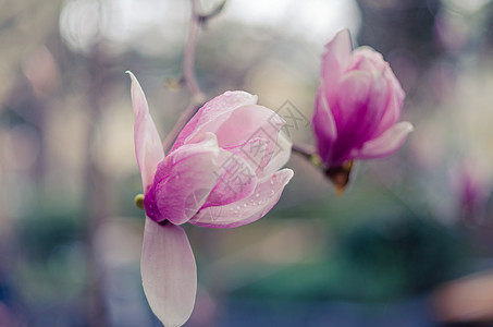 雅尔塔的马格诺利亚花朵 粉红木兰花花旅游飞碟山脉太阳树叶紫色生活冰川植物森林图片