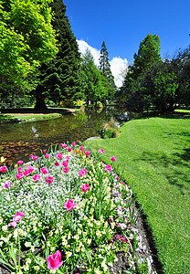 新西兰皇后镇花园郁金香风景植物公园绿地灌木草地生长寄宿生园艺图片