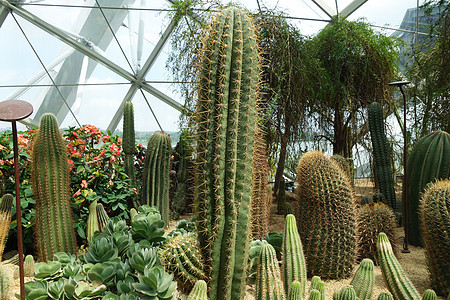 海湾旁花园中的Cactus和succulent植物圆形绿色肉质脊柱植物群土壤沙漠多刺热带背景图片
