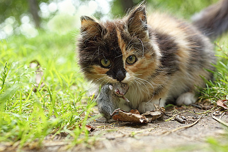 猫和鼠鼠猎物捕食者动物猎人食物宠物图片