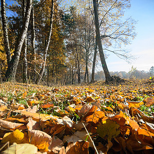 森林晴天荒野叶子季节环境木头公园蓝色树木植物图片
