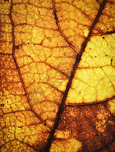 旧秋树叶纹理黄色的高清图片素材