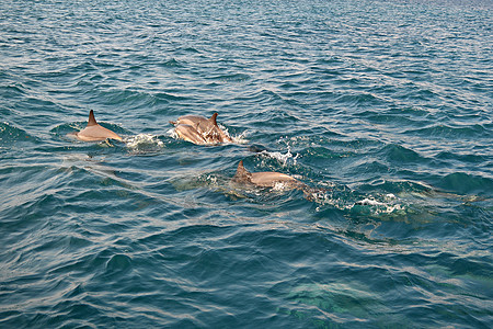 野生海豚的浅滩在印度洋游泳 马尔代夫图片