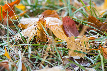 霜冻离开地面植物冻结公园环境植物群植物学季节蓝色水晶橡木图片