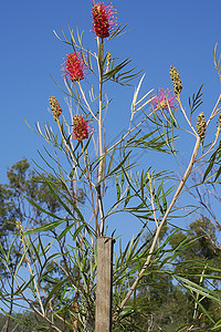 澳大利亚的Grevilla野花居住植物群眼科植物花蜜洗瓶雌蕊生长红花衬套图片