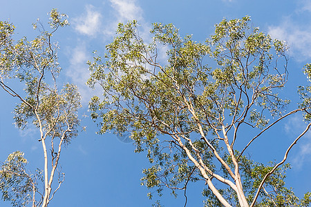 澳大利亚古姆树背景图片